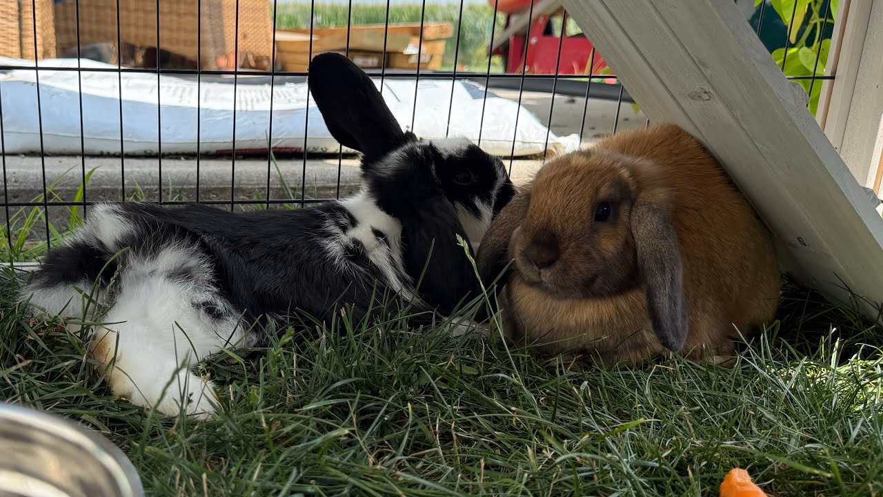 Sunday Story Time with Bomber, road trip, Tannerite, livestock auction, and hardware stores. 