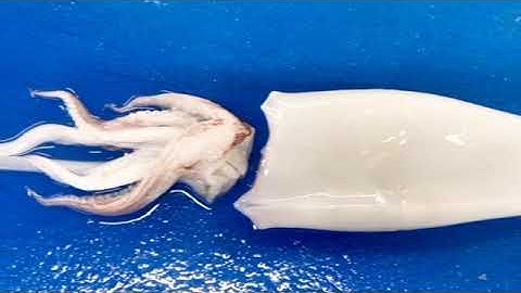 Direct Seafoods filleting tutorial: How to clean fresh squid