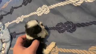 Our Shihtzu With Down Syndrome
