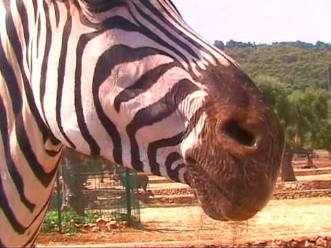 Barbara- Zoo Safari 2009