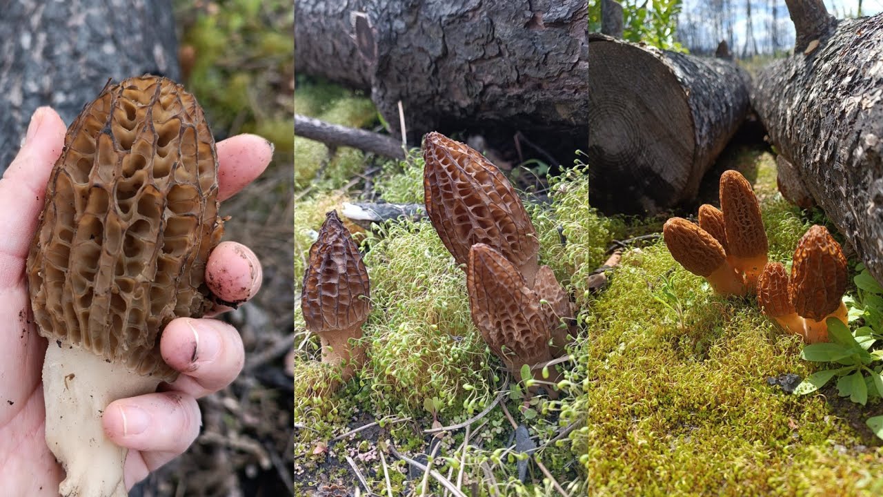 2025 Kuzu göbeği .HİÇ BU KADAR MANTAR TOPLAMAMIŞTIK.Yunanistan'da mantar bırakmadık.Tam 7 kilo !!!!!