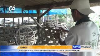Ratusan Sapi di Tuban Terserang Wabah LSD, 1 Ekor Diantaranya Mati