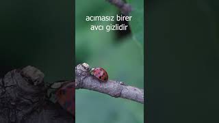 🐞💥 Uğur Böcekleri Aslında Et Yer Desek?