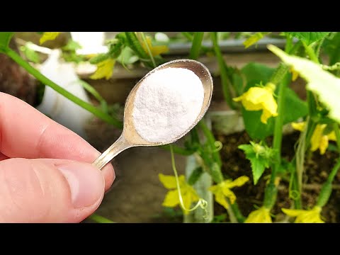 Томаты и Огурцы вмиг заплодоносят и дадут огромный урожай! Это надо видеть!