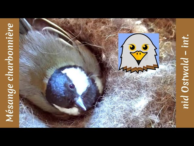 Mésange charbonnière (nid Ostwald | int.)