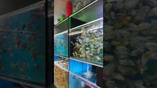 Aquarium fishes in kerala#shorts