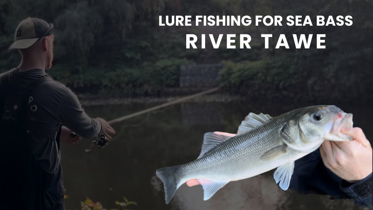 Bass Fishing with Lures | River Tawe | Swansea | Autumn 2025