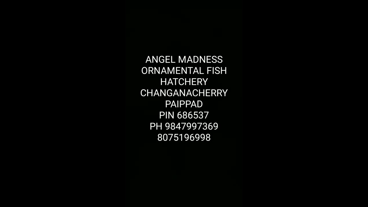 ANGEL MADNESS ORNAMENTAL FISH HATCHERY