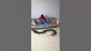 wow 😯 đó là một con rết khổng lồ #shorts