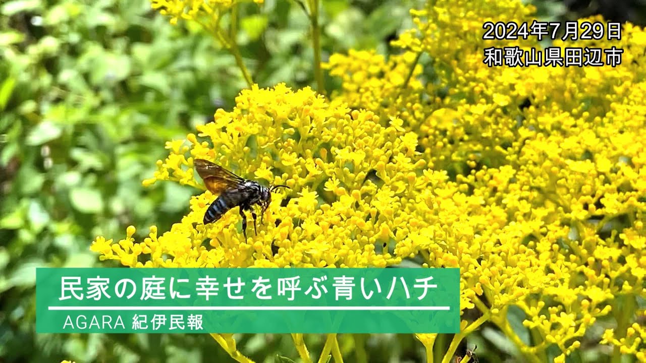 幸せを呼ぶ青いハチ