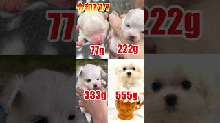 💪🐶マルチーズ子犬の成長📈77g→555gに✨