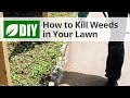 How to Control Weeds in Your Lawn