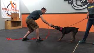 Doberman pinscher training bitework for sport screenshot 5