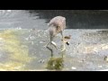 池鷺吃泥鯭