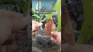 Using Coconut Fiber for Orchids | Easy Natural Orchid Mount DIY #gardening