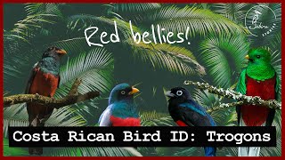 Identifying Costa Rican TROGONS | Part II: Red-bellied Trogons