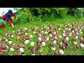 Massive Snail Harvesting: Gathering Giant Snails & Eggs After the Rain