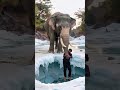 Elephant rescue people | AI Video