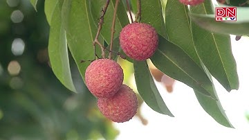 Vải thiều sớm Lục Ngạn được mùa, được giá