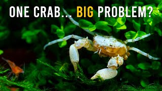 Can A Single Thai Micro Crab Truly THRIVE In A Shrimp Tank?