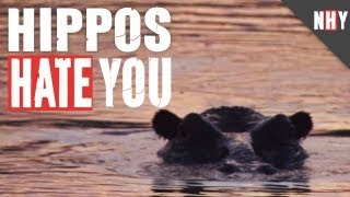 HIPPOS HATE YOU! @NatureHates