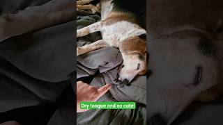Duke The Sleeping Beagle And His Tongue Sticking Out