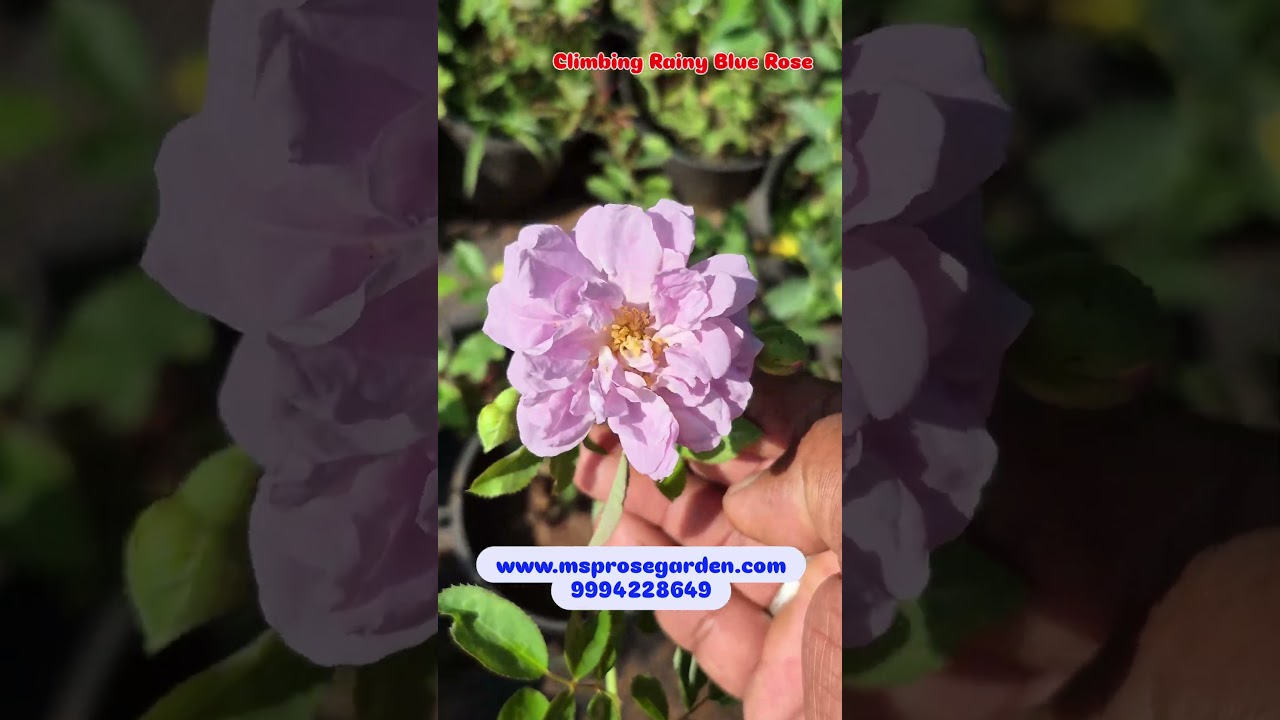 Get Your Hands on Rare DA Rose & Climbing Rose! 🌹 Order Now! 