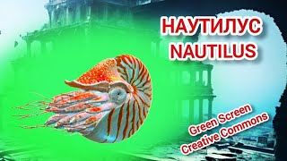 НАУТИЛУС GREEN SCREEN ФУТАЖ. ХРОМАКЕЙ АНИМАЦИЯ НАУТИЛУС НА ЗЕЛЁНОМ ЭКРАНЕ.