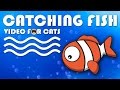 CAT GAMES ON SCREEN - Catching a Cute Fish! Fish Video for Cats to Watch.