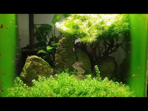 HOW TO BREED X-RAY TETRAS PART 1