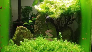 HOW TO BREED X-RAY TETRAS. PART 1.