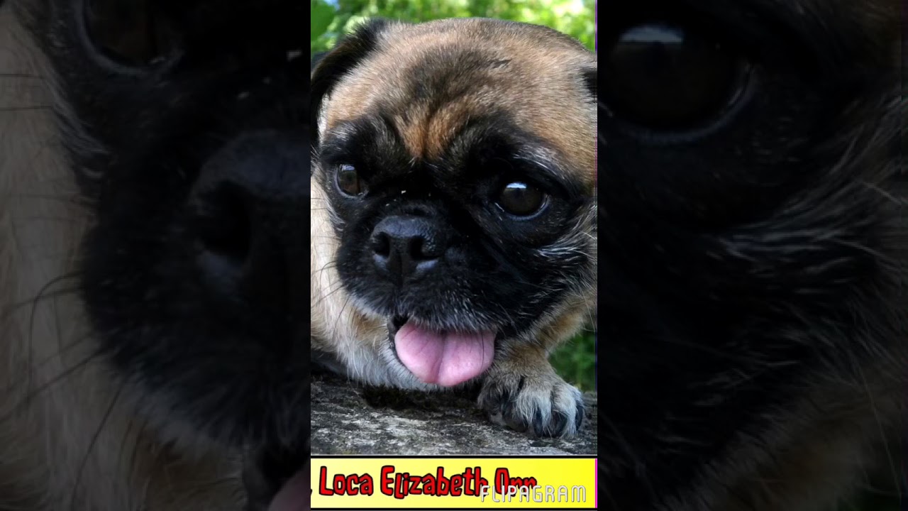 RIP loca the pug YouTube RIP loca the pug YouTube