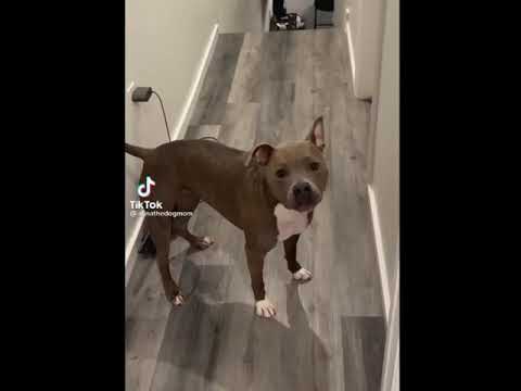 When It Comes To The 1 Year Old....🐶🤣 #johnhuntvoiceover #johnhunt2743