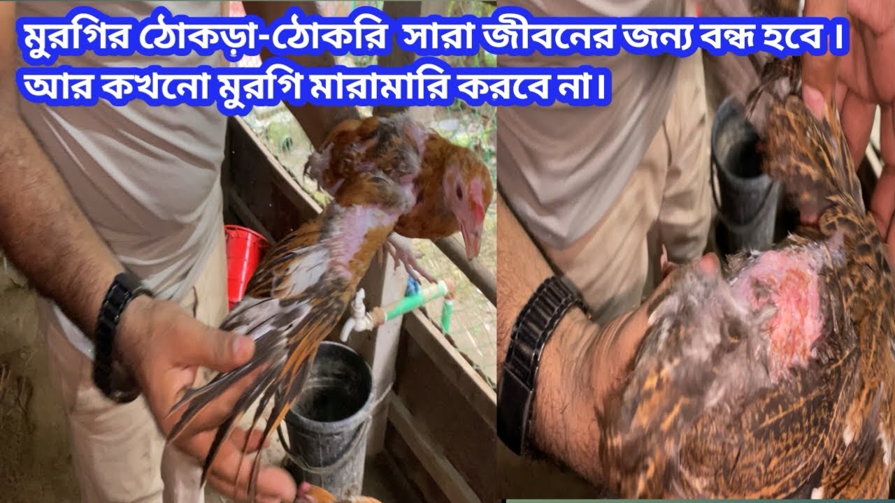 মুরগির ঠোকড়া-ঠোকরি  সারা জীবনের জন্য বন্ধ হবে । আর কখনো মুরগি মারামারি করবে না।