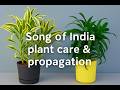 Song of India/Dracaena reflexa complete care &amp; propagation guide #youtubevideos #youtube #videos