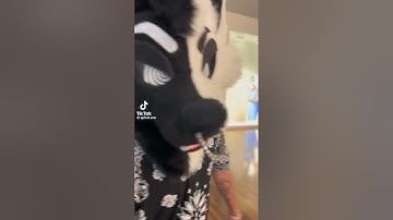 I hope they don’t find out- #furries #fursuit #tiktok #viral #fyp #shorts