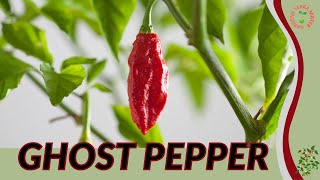 Ghost Pepper Information And Growing Tips Capsi Chinense