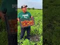 Fuimos a Cortar Tomates hasta Maclovio Herrera #miradores #altamira #tamaulipas 🍅🍅🍅
