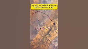 XÚC XÍCH 1k liệu có sạch khi soi dưới kính hiển vi 97 ? 🔬  #kinhhienvi97