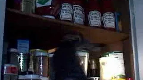 Man's NEW Best Friend