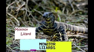 a cute monitor lizards