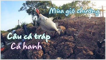 Câu cá tráp ,cá hanh vào cuối năm ( 2021 )