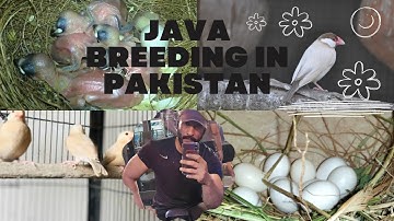 Java Finch Breed in Pakistan #javasparrow #javabreeding