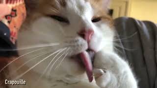 Crapouille The Cat Épisode 2 Asmr