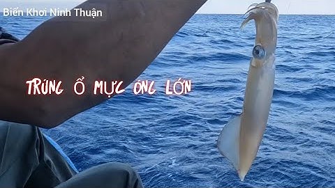 Câu Mực Đêm , Giữa Biển Khơi , Câu Toàn Mực Cái Vào Giấc Chiều