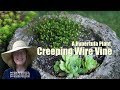 Creeping Wire Vine - Muehlenbeckia axillaris in Hypertufa