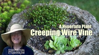 Creeping Wire Vine - Muehlenbeckia axillaris in Hypertufa