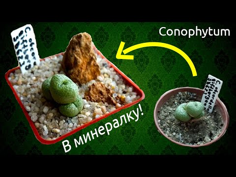 Пересадка конофитумов в минеральный субстрат / Conophytum to mineral substrate