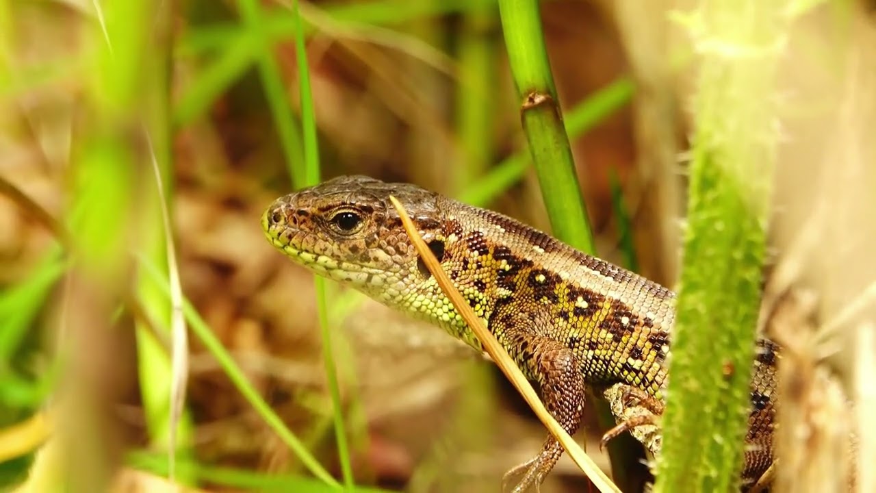 FROSCHMÜHLE UND ANDERE HABITATE  25