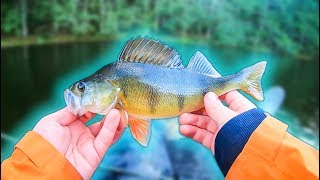 FLY FISHING for PERCH in Shallow Water